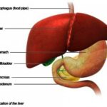 The Liver and Its Functions